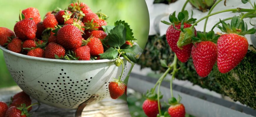 Найкращі Попередники для Полуниці: Що Садити Першим?