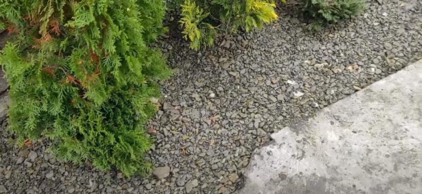 Ефективні способи контролю бур’янів на клумбі: поради та методи