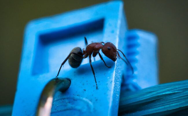 Який запах ефективно відлякує комах: дієві рішення для оселі