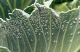 Ефективні методи захисту капусти від білокрилки: поради та рекомендації