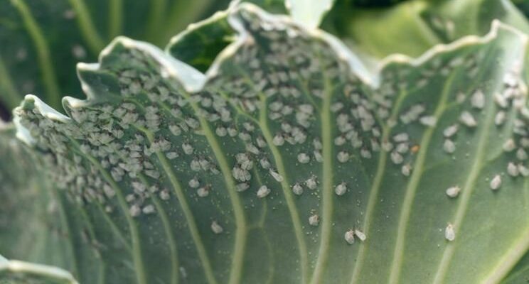 Ефективні методи захисту капусти від білокрилки: поради та рекомендації