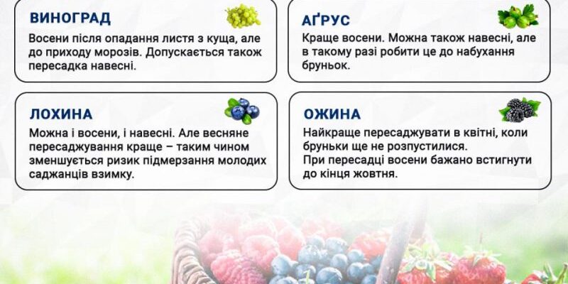 Що заборонено робити після вживання редиски: ключові поради