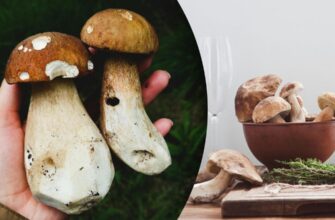 Скільки хвилин варити гриби після закипання: поради та рекомендації