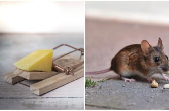 Ефективні приманки: якою їжею краще заманити мишу в пастку