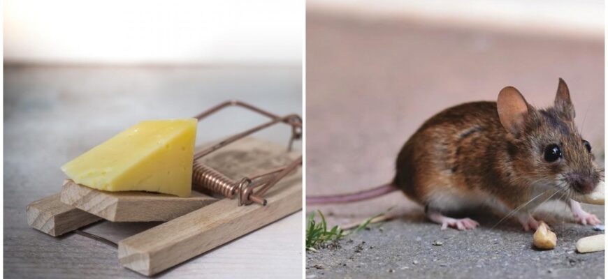 Ефективні приманки: якою їжею краще заманити мишу в пастку