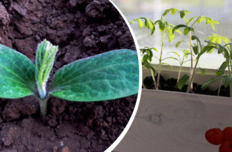 Як врятувати витягнуту розсаду: практичні поради та рекомендації