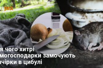 Основні страхи щурів: чого ці істоти уникають найбільше