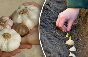 Як правильно поливати часник після сходів: поради та рекомендації