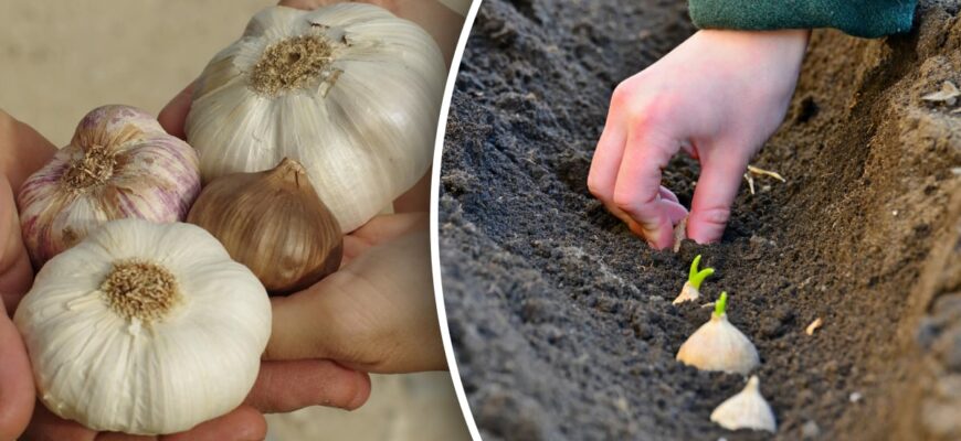 Як правильно поливати часник після сходів: поради та рекомендації