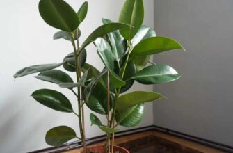 Чому фікус – ідеальна рослина для вашого дому: користь та догляд