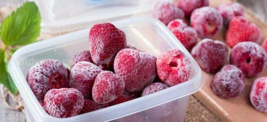 Як правильно підготувати малину до заморожування: детальна інструкція