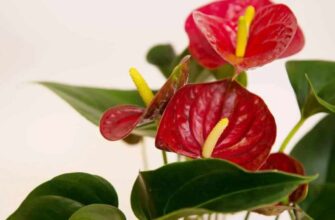 Чи варто обрізати зів’ялі квіти в антуріума для кращого росту?