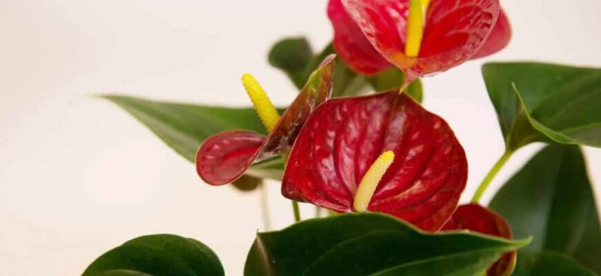 Чи варто обрізати зів’ялі квіти в антуріума для кращого росту?