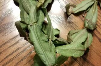 Причини жовтіння та опадання листя у декабриста: ефективні рішення