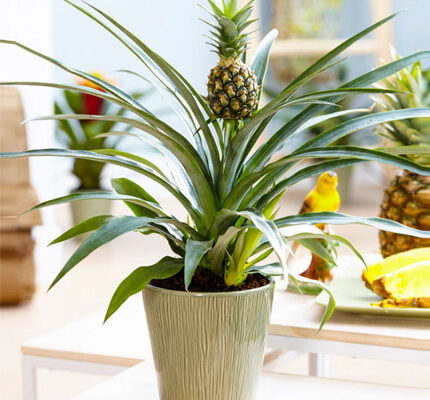 Яка земля найкраще підходить для ефективної посадки ананасів?