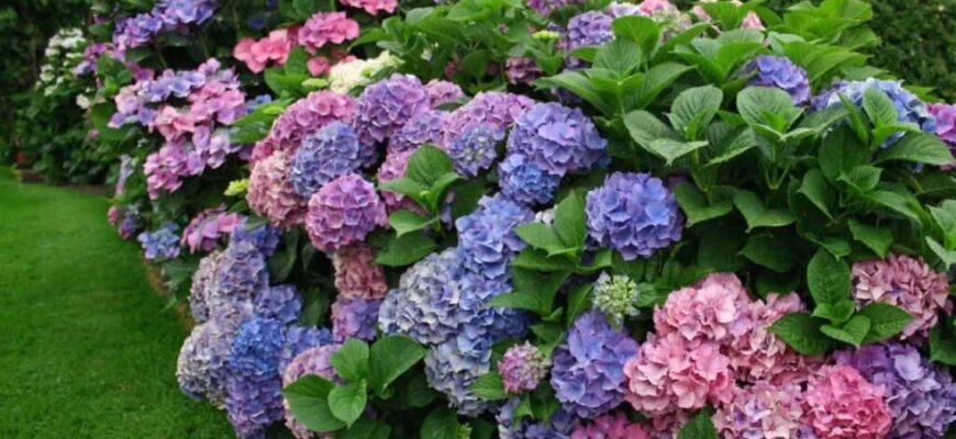 Чи варто заглиблювати шийку гортензії: поради для садівників