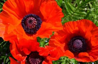 Як правильно розділити східні маки: покрокова інструкція та поради