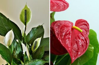 Хто повинен дарувати квітку “Жіноче щастя”: традиції та поради