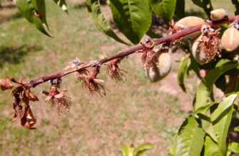 «Походження моніліозу: як і звідки ця хвороба з’явилася в Україні»