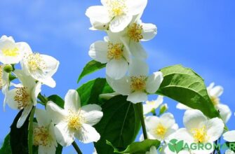 Як правильно та безпечно обрізати жасмин навесні: покрокове керівництво