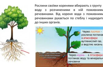 Для чого рослини поглинають воду: важливість вологи для росту і життя
