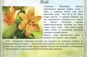 Оптимальне розташування лілій: де найкраще посадити квіти?