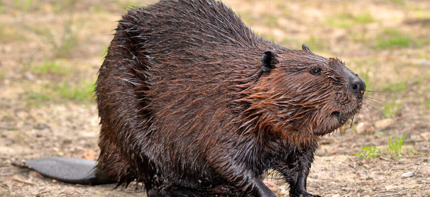 Найбільший бобер у світі: визначення, розміри та факти для вас