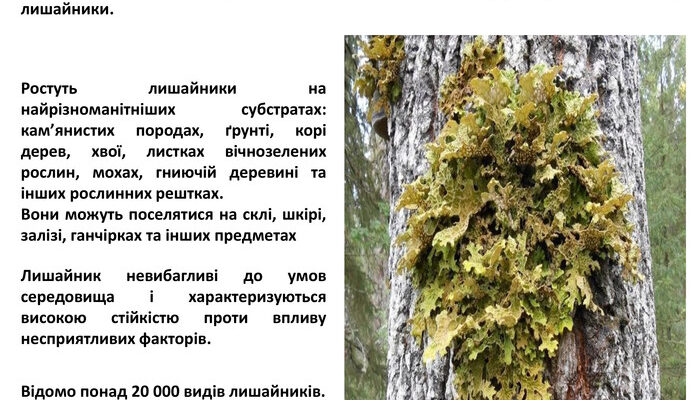 Як лишайники покращують якість повітря: екологічні переваги
