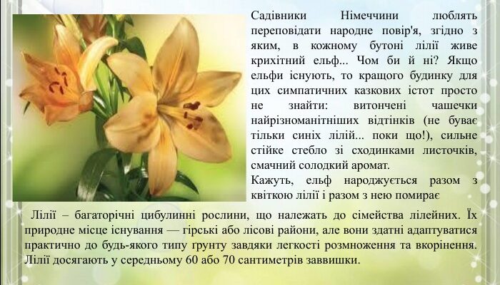 Оптимальне розташування лілій: де найкраще посадити квіти?
