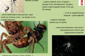 Особливості павуків: чим вражає цей вид і його роль у природі