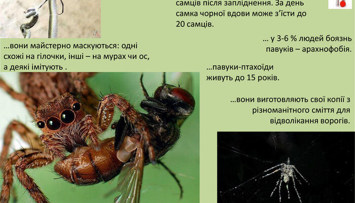 Особливості павуків: чим вражає цей вид і його роль у природі