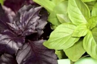 Різниця між червоним та зеленим базиліком: особливості та відмінності