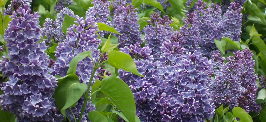 На якому році життя зацвітає бузок: повний гід для садівника