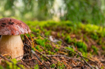 Чому збирання грибів краще починати вранці: ключові переваги