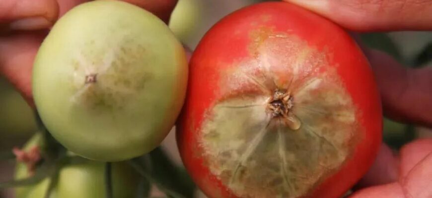 Оптимальний час для внесення кальцію під помідори: поради та рекомендації