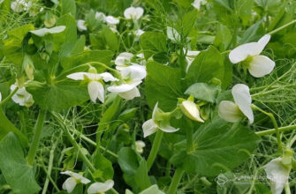 Ефективні способи обробки гороху під час цвітіння для кращого врожаю