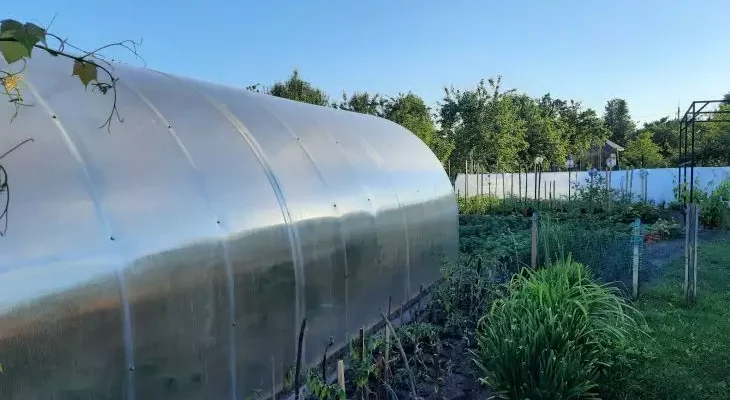 Які сидерати обрати для посіву в теплиці: найкращі варіанти та поради