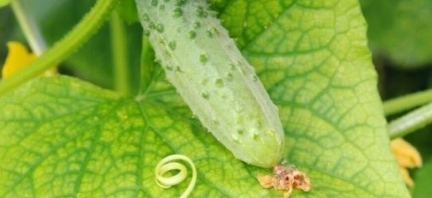 Ефективні засоби підживлення огірків: Що робити, коли жовтіють листя