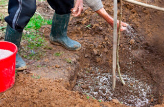 “Ефективні підживлення для яблуні в період бутонізації”