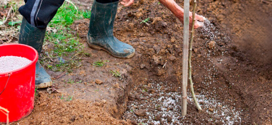 “Ефективні підживлення для яблуні в період бутонізації”