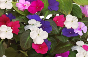 Ванька мокрий: секрети догляду та оптимальні умови для росту квітки