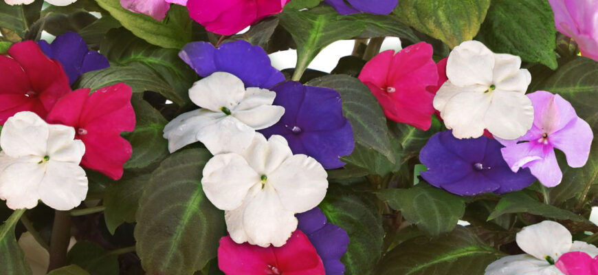 Ванька мокрий: секрети догляду та оптимальні умови для росту квітки