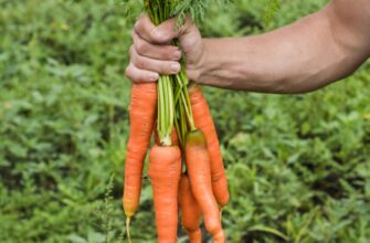 Овочі для вологого ґрунту: що посадити для кращого врожаю?