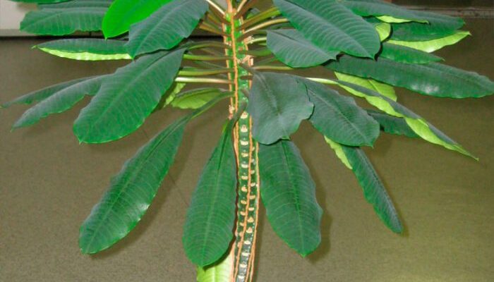 Оптимальний полив молочаю: скільки разів на тиждень потрібно поливати?