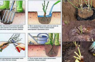 Що додати в ґрунт для успішної посадки троянд: поради садівникам