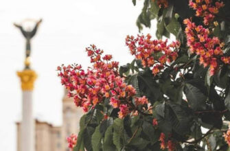 Посадка каштанів: найкращі місця в Україні для успішного вирощування