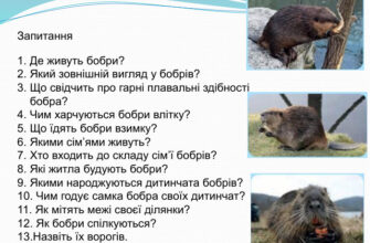 Де живуть бобри: основні місця та раціон харчування цих тварин