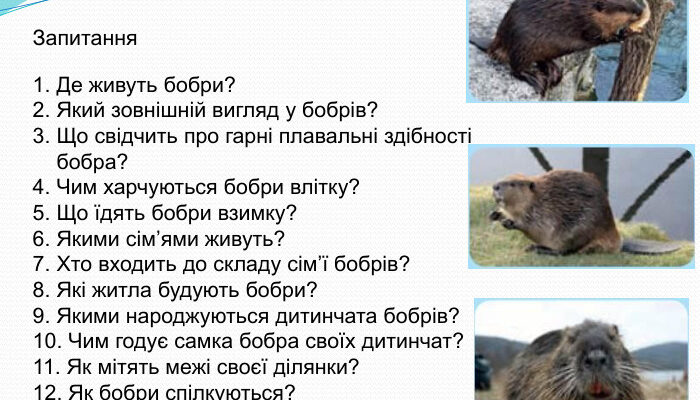 Де живуть бобри: основні місця та раціон харчування цих тварин Де живуть бобри: основні місця та раціон харчування цих тварин