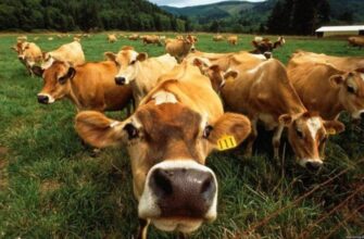 Яка тварина у сільському господарстві найбільш прибуткова у 2023 році