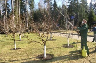 Осіння обробка кущів і дерев: захист від шкідників та хвороб